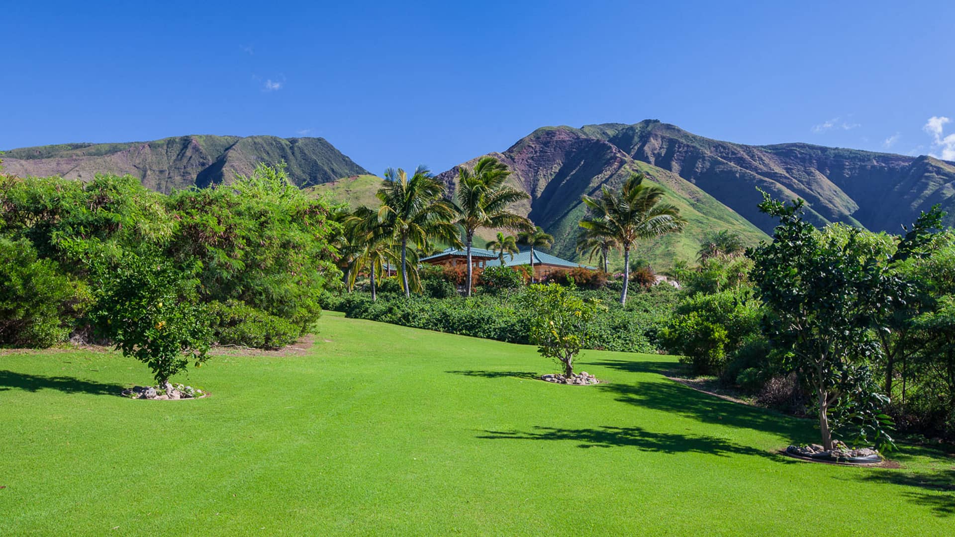 lihue-article