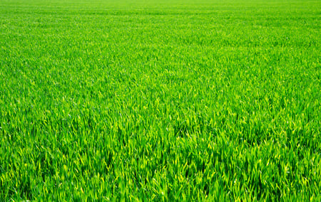 How Often Should You Mow Your Lawn in Lihue’s Climate?