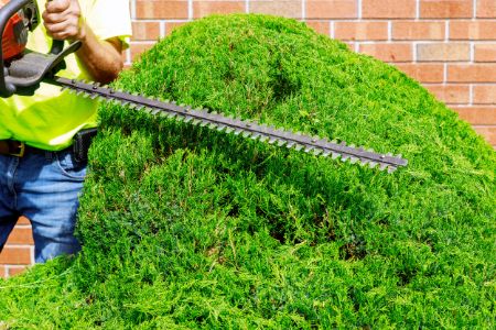 Hedging & Pruning Thumbnail